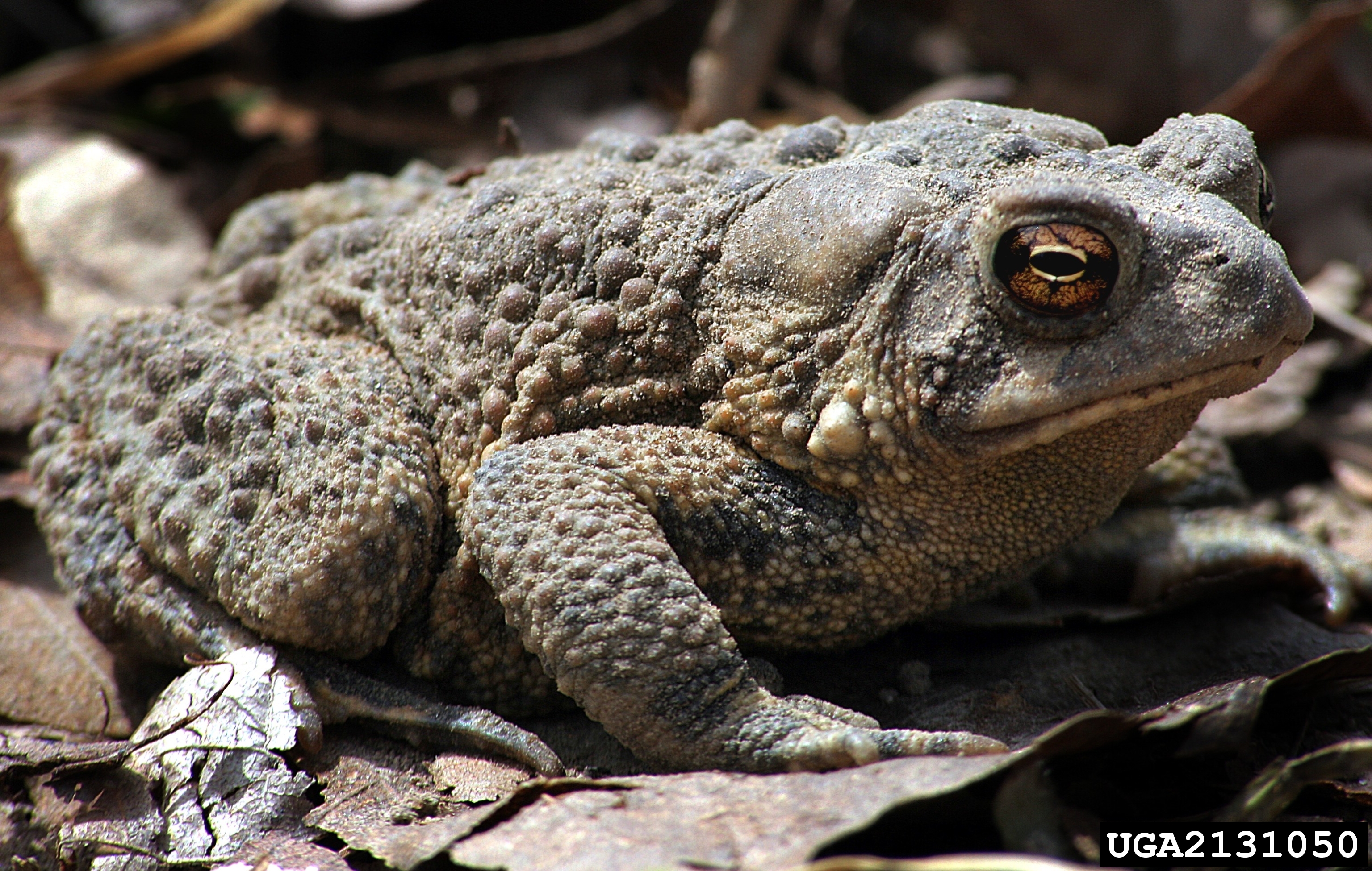 American toad